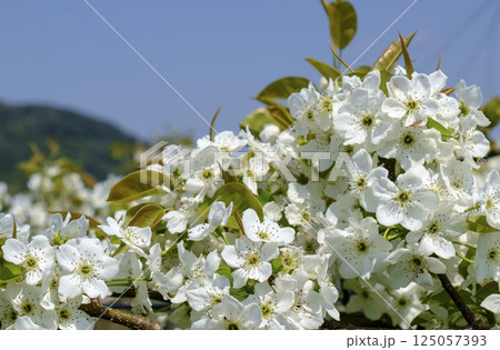 初夏の果樹園に咲く梨の花 初夏の果樹園に咲く梨の花 125057393