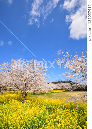 サクラと菜の花 125057416