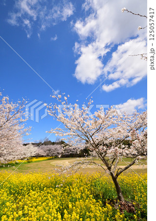 サクラと菜の花 125057417