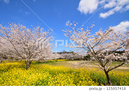 サクラと菜の花 サクラと菜の花 125057418