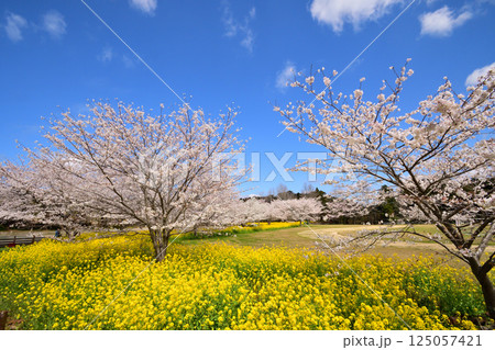 サクラと菜の花 サクラと菜の花 125057421