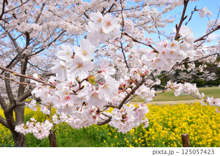 サクラと菜の花 サクラと菜の花 125057423