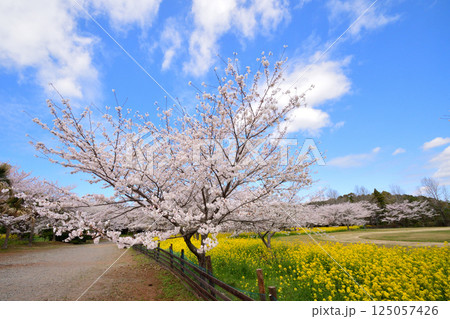 サクラと菜の花 サクラと菜の花 125057426