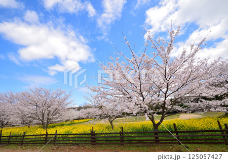 サクラと菜の花 サクラと菜の花 125057427