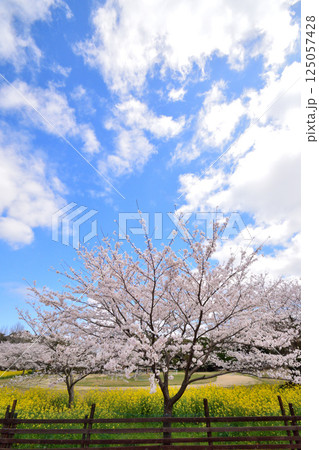 サクラと菜の花 サクラと菜の花 125057428