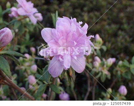 ピンク色のクルメツツジの花 125057439