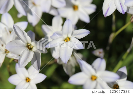 春の庭に咲く白いハナニラの花 春の庭に咲く白いハナニラの花 125057588