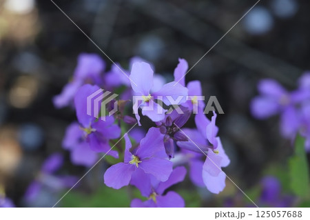 春の庭に咲く紫色のオオアラセイトウ(ムラサキハナナ)の花 春の庭に咲く紫色のオオアラセイトウ(ムラサキハナナ)の花 125057688