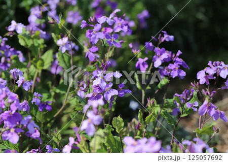 春の庭に咲く紫色のオオアラセイトウ（ムラサキハナナ）の花 125057692