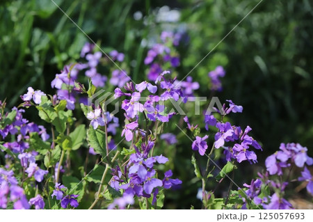 春の庭に咲く紫色のオオアラセイトウ(ムラサキハナナ)の花 春の庭に咲く紫色のオオアラセイトウ(ムラサキハナナ)の花 125057693