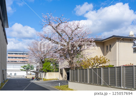 京都佛立ミュージアム近くに咲く桜 京都佛立ミュージアム近くに咲く桜 125057694