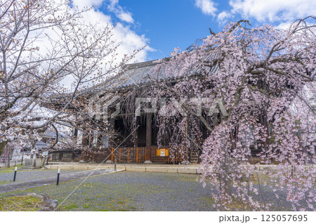 京都　立本寺　本堂と満開の枝垂れ桜 125057695