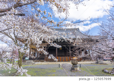京都　立本寺　本堂と満開の桜 125057699