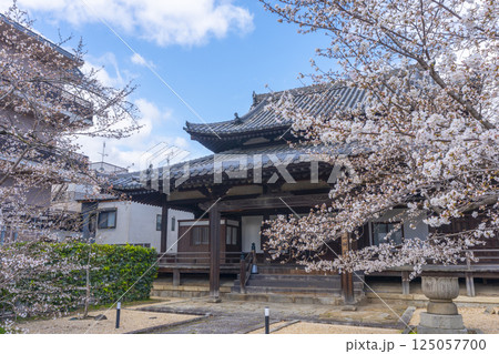 京都 立本寺 宿坊「四神閣」と満開の桜 京都 立本寺 宿坊「四神閣」と満開の桜 125057700
