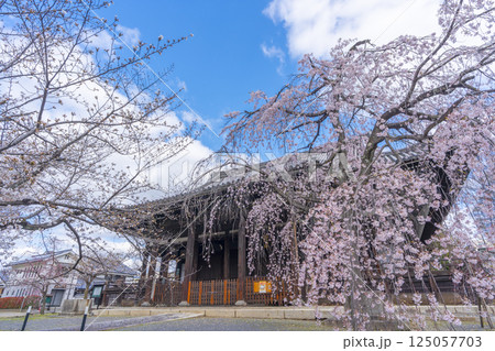 京都　立本寺　本堂と満開の枝垂れ桜 125057703