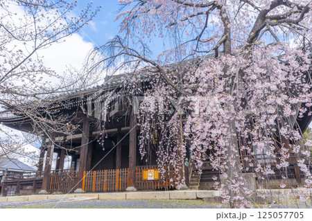 京都　立本寺　本堂と満開の枝垂れ桜 125057705