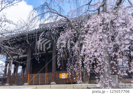 京都 立本寺 本堂と満開の枝垂れ桜 京都 立本寺 本堂と満開の枝垂れ桜 125057706