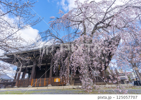京都　立本寺　本堂と満開の枝垂れ桜 125057707