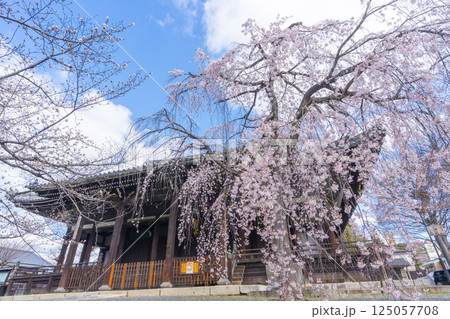 京都　立本寺　本堂と満開の枝垂れ桜 125057708