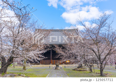京都　立本寺　本堂と満開の桜 125057711
