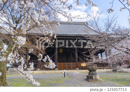 京都 立本寺 本堂と満開の桜 京都 立本寺 本堂と満開の桜 125057713
