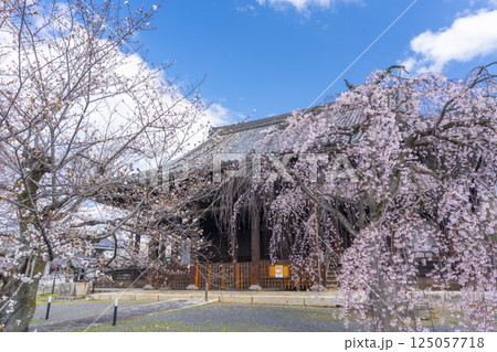 京都 立本寺 本堂と満開の枝垂れ桜 京都 立本寺 本堂と満開の枝垂れ桜 125057718