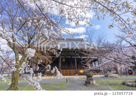 京都　立本寺　本堂と満開の桜 125057719