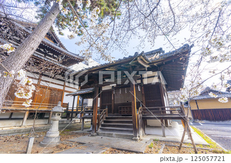 京都 立本寺 妙見堂と桜 京都 立本寺 妙見堂と桜 125057721