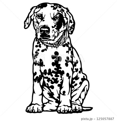 Dalmatian Dog Breed - Pet Vector Cut file, Dog Silhouette Stencil - Cricut file Dalmatian Dog Breed - Pet Vector Cut file, Dog Silhouette Stencil - Cricut file 125057887