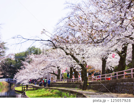 桜の花見イメージ4 桜の花見イメージ4 125057928