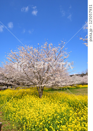 サクラと菜の花 125057931