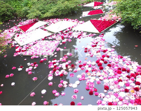 池に浮かぶ牡丹の花 池に浮かぶ牡丹の花 125057943