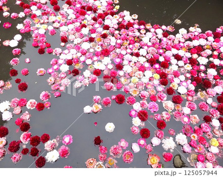 池に浮かぶ牡丹の花 125057944