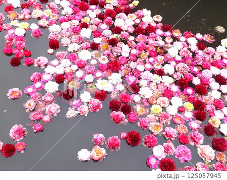 池に浮かぶ牡丹の花 池に浮かぶ牡丹の花 125057945