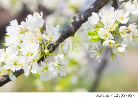 白いプルーンの花2 125057957