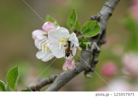 初夏の果樹園のりんごの花とミツバチ交配 125057975