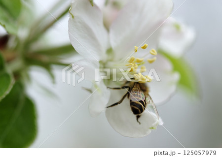 初夏の果樹園のりんごの花とミツバチ交配 初夏の果樹園のりんごの花とミツバチ交配 125057979