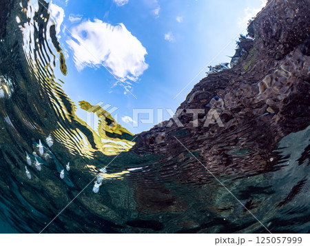 水面を泳ぐアオリイカの幼魚の群れ。ヒリゾ浜中木南伊豆町伊豆半島静岡県2024 125057999