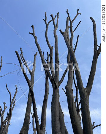 冬枯れの欅 125058021