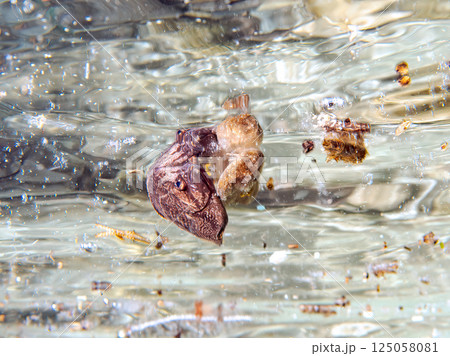 水面を漂うマツダイの幼魚。非常に上手く擬態している。ヒリゾ浜中木南伊豆町伊豆半島静岡県2024 125058081
