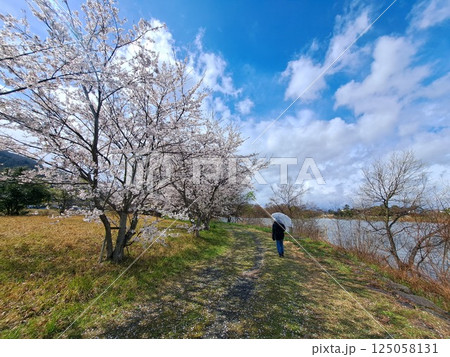 乙女ヶ池遊歩道と桜 125058131
