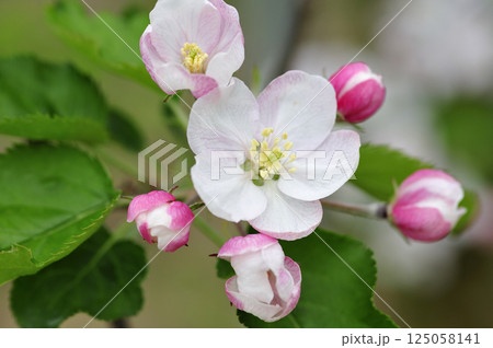 初夏の果樹園のりんごの花 125058141