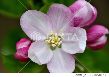 初夏の果樹園のりんごの花 125058144