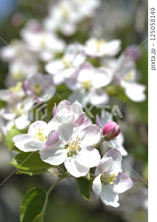 初夏の果樹園のりんごの花 初夏の果樹園のりんごの花 125058149