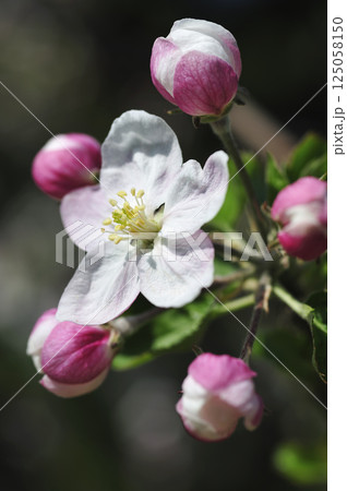 初夏の果樹園のりんごの花 初夏の果樹園のりんごの花 125058150