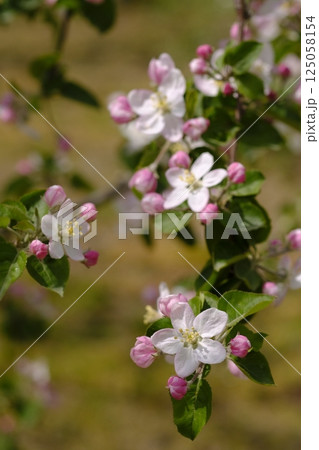 初夏の果樹園のりんごの花 初夏の果樹園のりんごの花 125058154