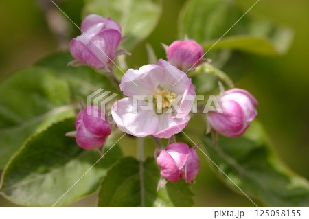 初夏の果樹園のりんごの花 初夏の果樹園のりんごの花 125058155