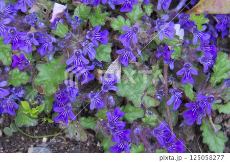 キランソウ キランソウ 125058277