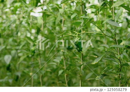Close up of green bell peppers growing in controlled environment 125058279