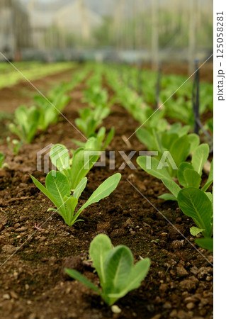 Young green plants growing in rows of fertile soil in a greenhouse 125058281